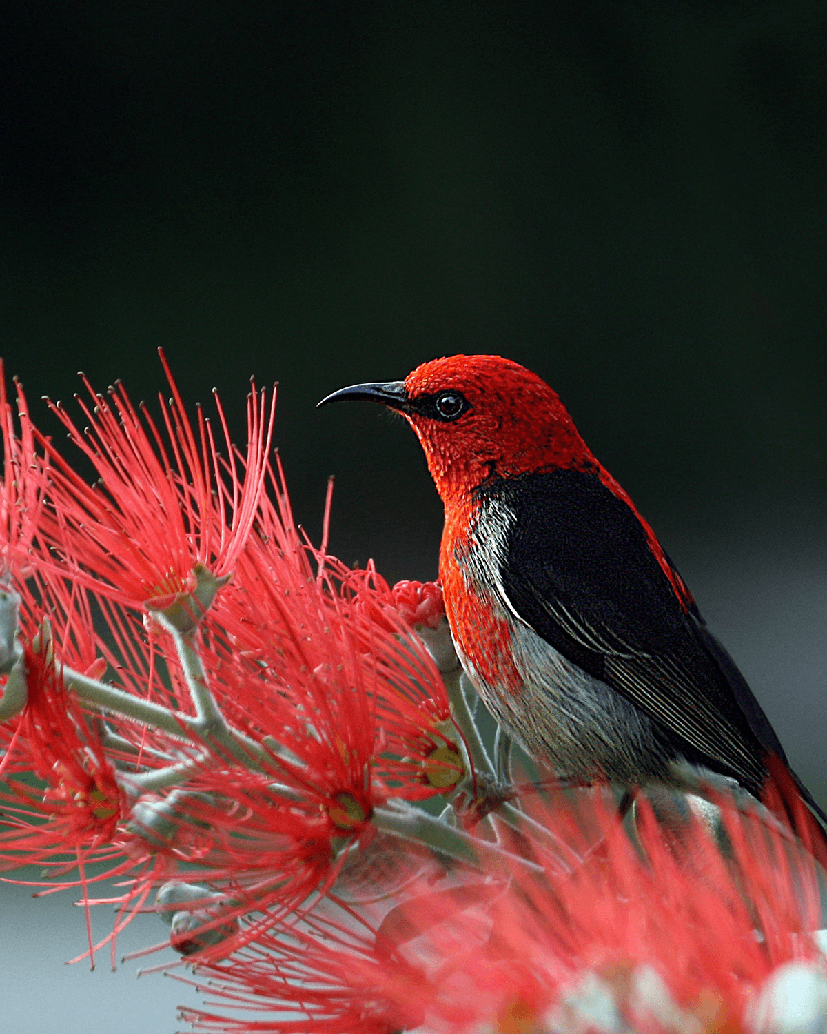 Pajaro rojo